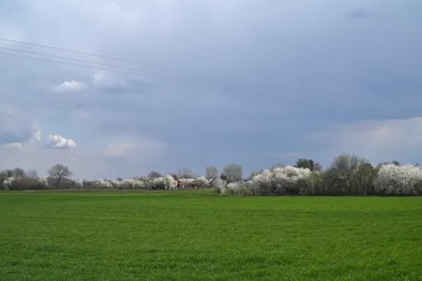 Eine weite grüne Wiese im Vordergrund, im Hintergrund eine Reihe von weiß blühenden Bäumen und einige Gebäude. Der Himmel ist bewölkt mit sichtbaren Stromleitungen.