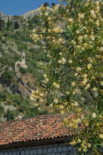 Toma de retrato de adelfa en flor en primer plano con una antigua iglesia de piedra y murallas de fortaleza en una ladera verde al fondo en Kotor, Montenegro.