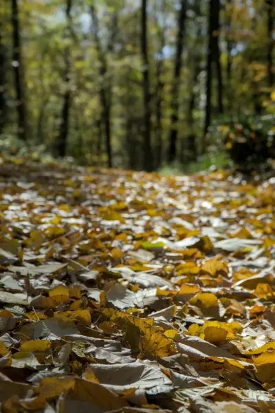 Un sentier forestier d'automne couvert de feuilles dorées, photographié sur le Fruška Gora, en Serbie.