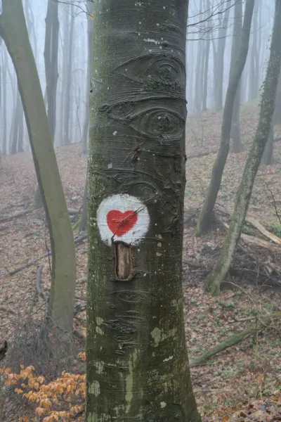 Ein Baum mit gemalten Augenformen und einem roten Herzen in einem nebligen Wald auf dem Fruška Gora.