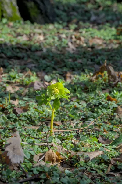 Grüne Frühlingsblume, zart auf moosigem Waldboden, im Hochformat, Titel 'Frühlingsblume auf Fruška Gora'.
