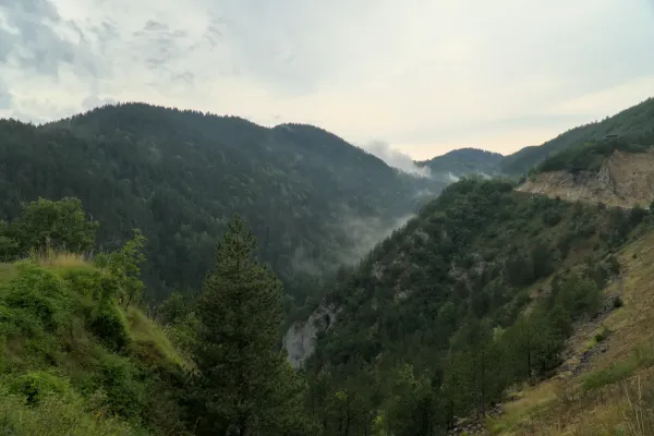 Misty morning in Tara National Park, Serbia, over a gorge with pine forests.