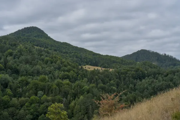 Vue depuis le Mur Ravna dans le parc national de Tara, Serbie, sur des montagnes vertes et des pentes boisées.