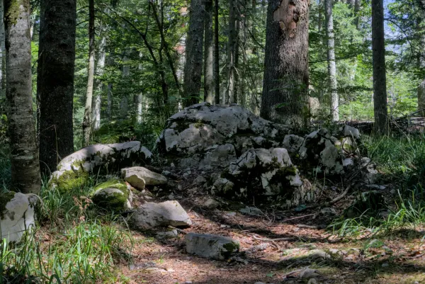 Forest trees and mossy rocks on the Banjska Stena trail, Serbia.