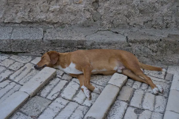 Un chien brun dort sur un vieux pavé en pierre à Mostar.
