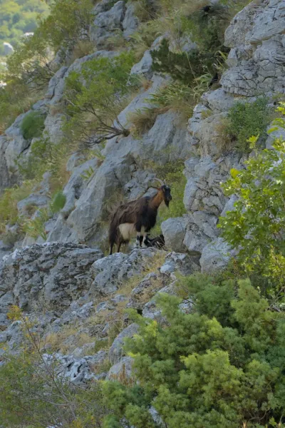 Mountain goat on a rocky ledge overlooking the Bay of Kotor, Montenegro.