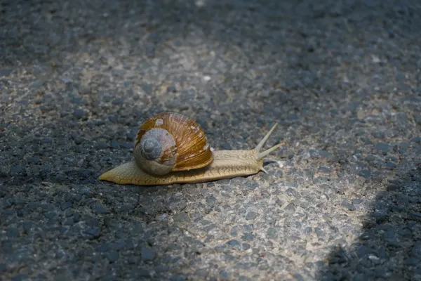 A snail slowly crossing an asphalt road near Predjama Castle, Slovenia, highlighting its shell and path.