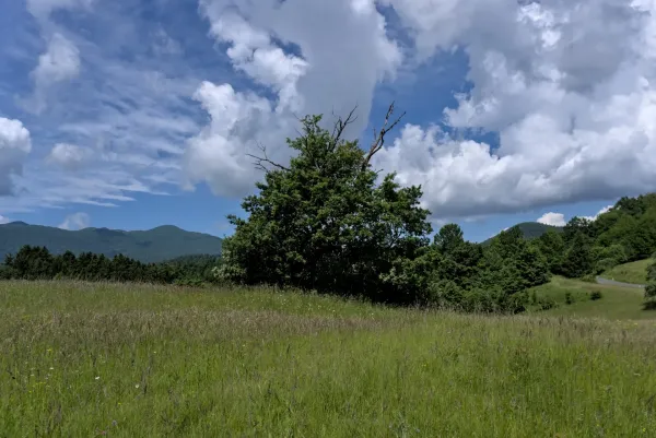 A lone tree in a field stands tall over rolling hills under a dramatic sky, captured on the path between Postojna and Predjama.