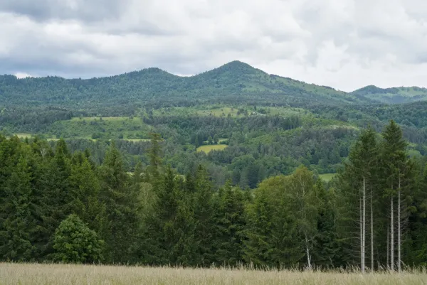 Wide panorama of the Dinaric Alps in Slovenia, with dense forests and rolling hills under a cloudy sky.