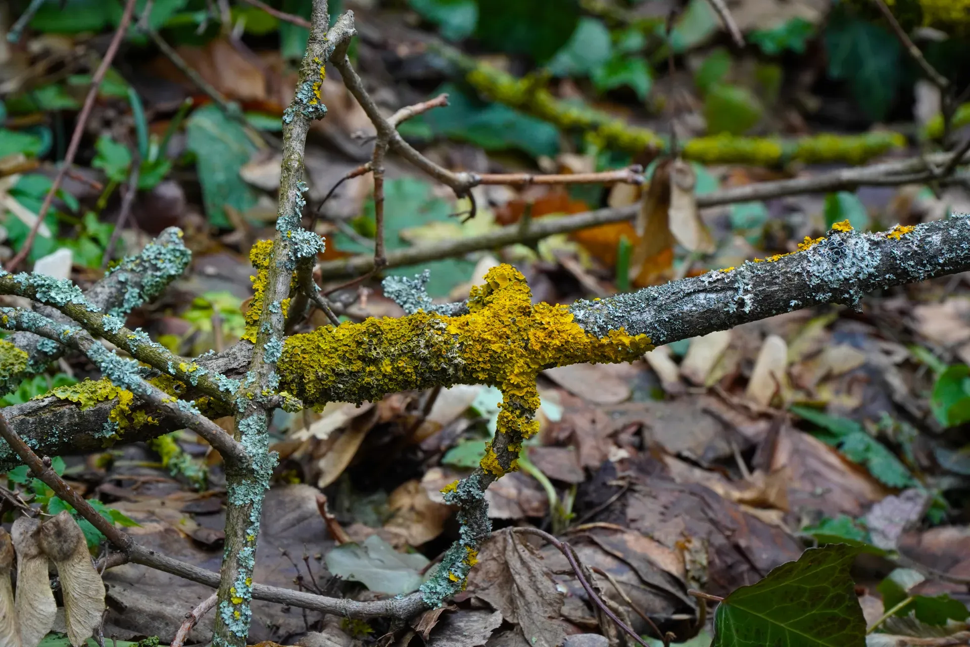 Primer plano de ramas en el bosque invernal de Fruška Gora, adornadas con liquen vibrante de color amarillo y verde grisáceo que brilla.