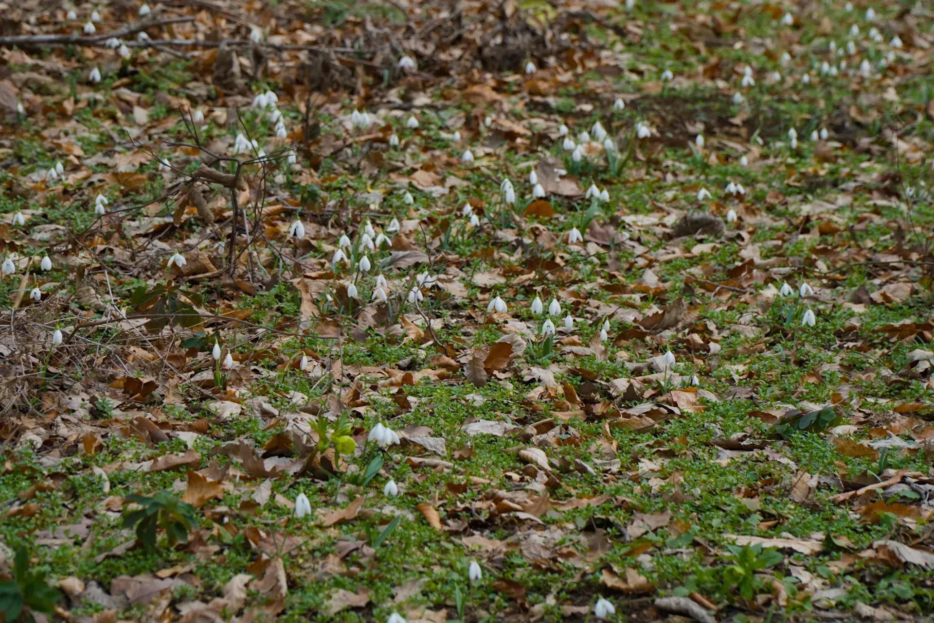 Snowdrop meadow in Fruska Gora, Serbia, in February, featuring white blooms against fallen leaves.