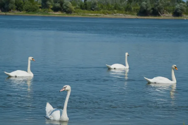 Four white swans swimming in the water at Banostor Quay, Serbia, with green vegetation in the background.