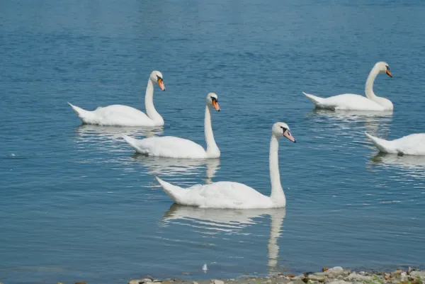 Eine Gruppe weißer Schwäne schwimmt auf dem blauen Wasser der Donau in Banoštor.