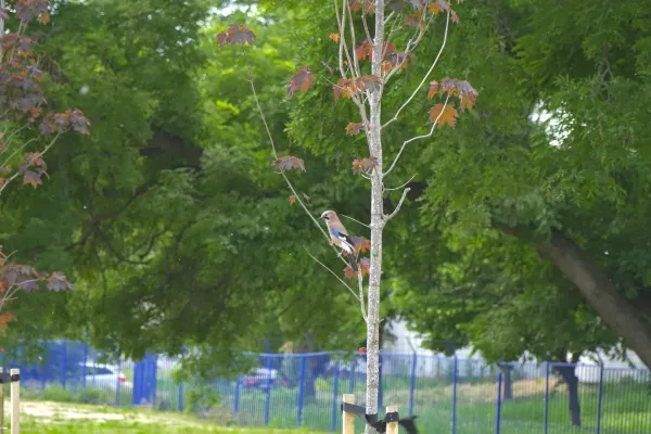 Eichelhäher auf einem dünnen Ast eines Baumes, Strandpromenade in der Nähe von Štrand, Novi Sad.