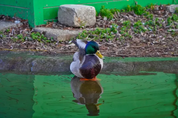 Pato en el estanque del Parque del Danubio, reflejándose en el agua con tonos verdes y marrones.