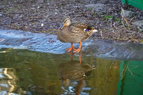 Canard dans le Parc du Danube, debout au bord de l'eau avec son reflet.