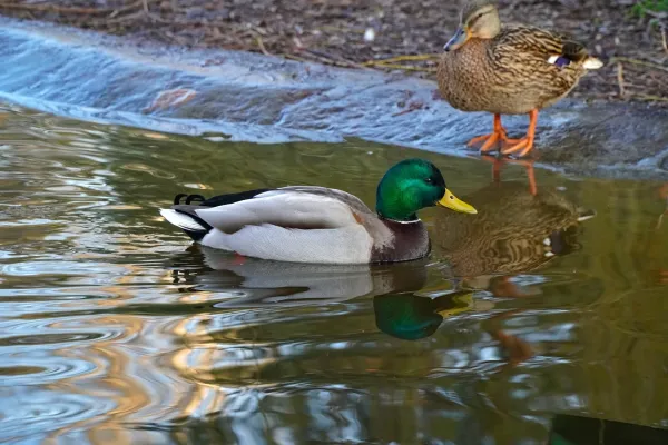 Mužjak jarke zelene boje perja pliva pored patke na ribnjaku u Dunavskom parku.