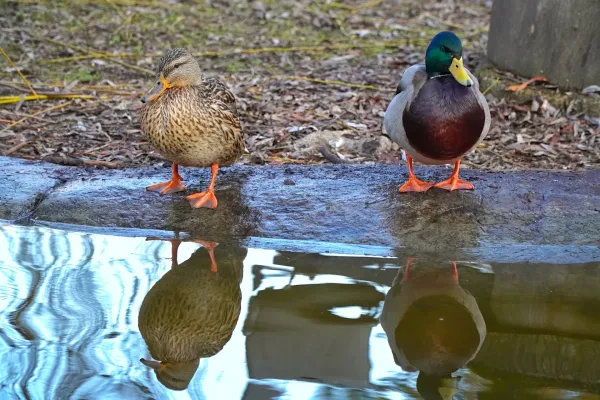 Un'anatra e un maschio guardano in direzioni diverse, i loro riflessi visibili nell'acqua.