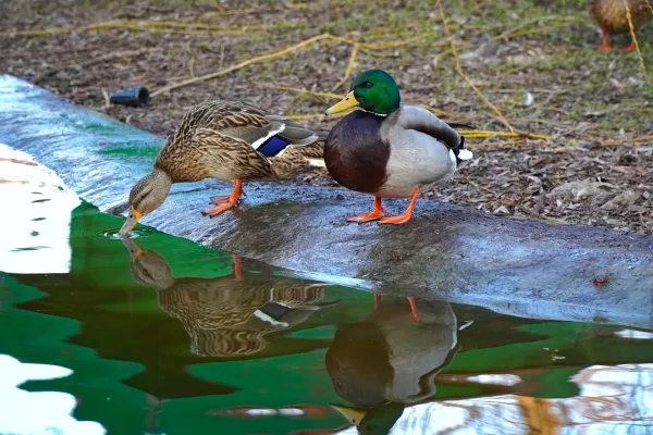 Patka i divlja patka u Dunavskom parku na ribnjaku, živopisna priroda.