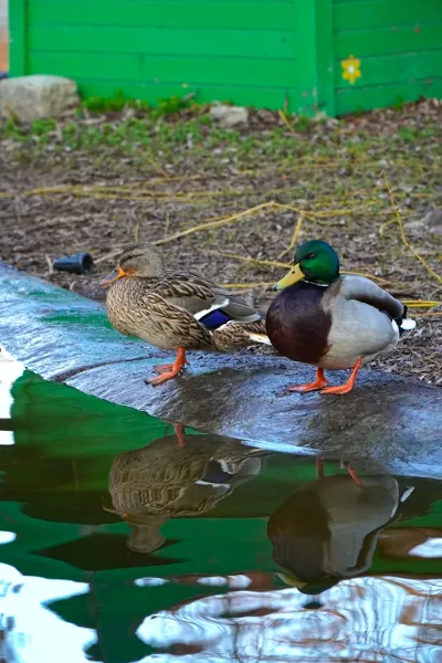 Couple parfait : une cane et un canard mâle sur un étang du parc du Danube, Novi Sad, avec leurs reflets dans l'eau.