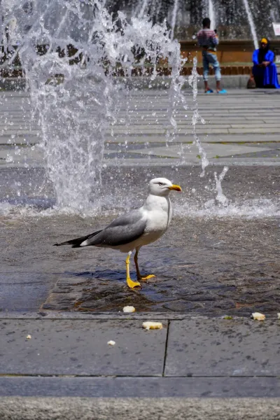 Un goéland au bec jaune se tient dans une eau peu profonde près d'une fontaine à Gênes, Italie, avec de l'eau éclaboussant au premier plan et des silhouettes floues à l'arrière-plan.