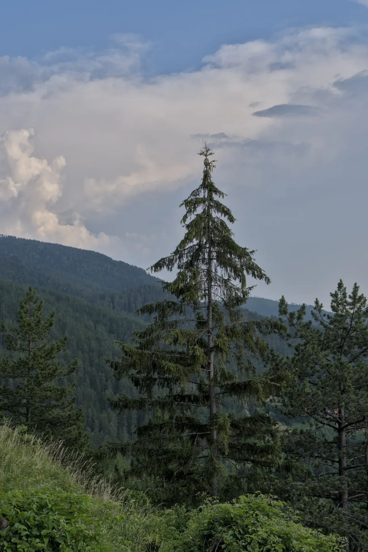 A large, single fir tree stands in the foreground with a dense, green forest covering the hills in the background under a cloudy sky in Tara National Park, Serbia.