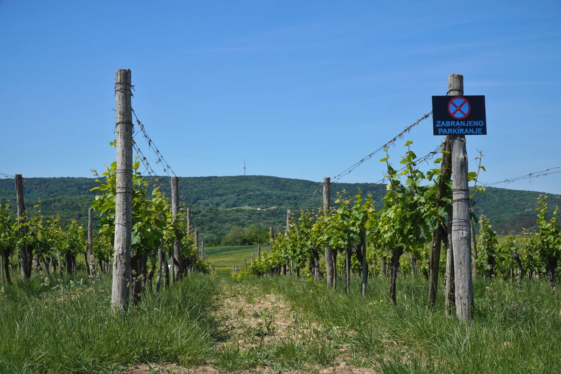 A vineyard with rows of green grapevines stretching towards a forested hill in the background, under a bright blue sky. A wooden post with a 'No Parking' sign is visible in the foreground.