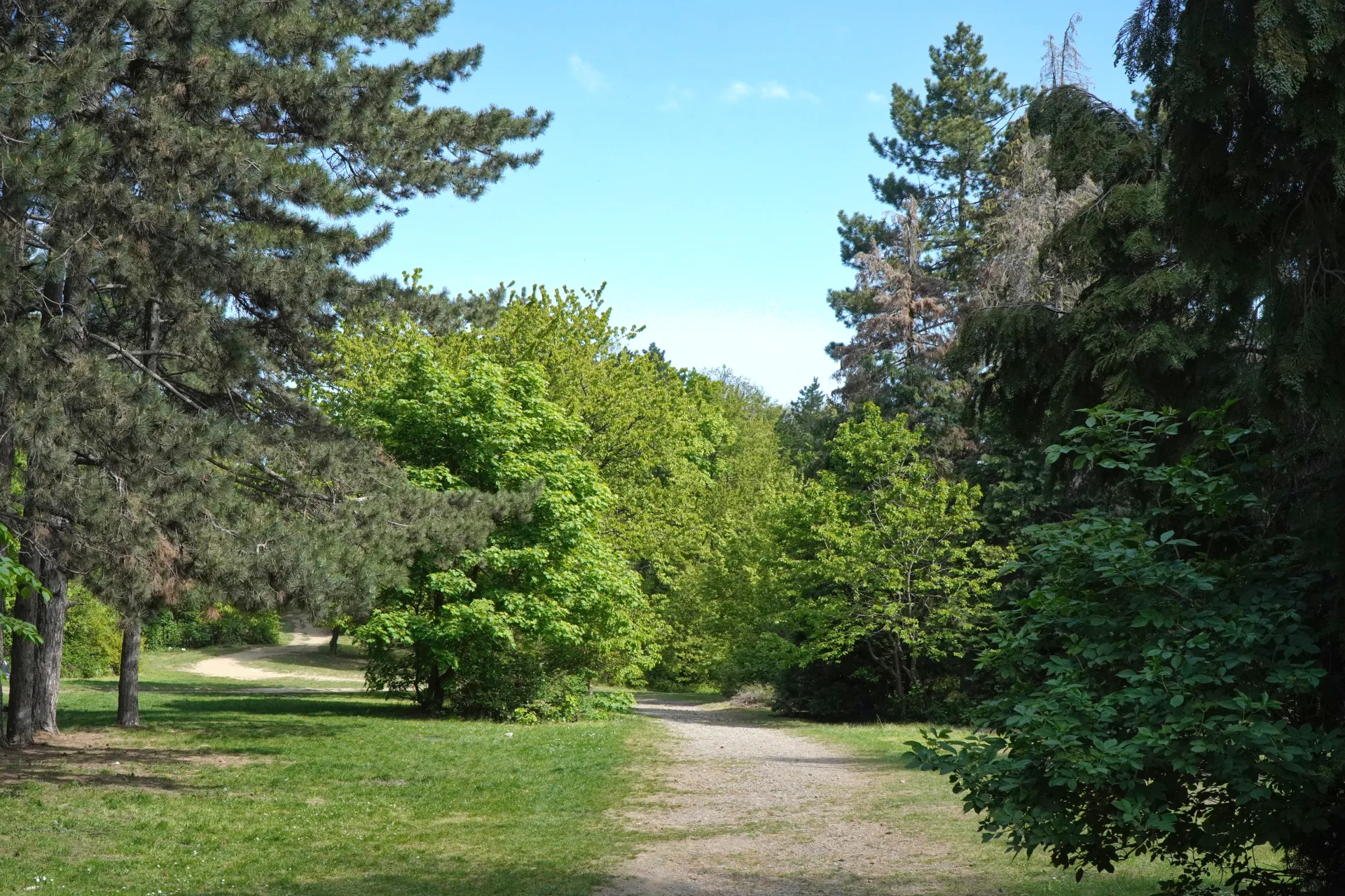 Makadamska staza vijuga kroz park sa drvećem i travom, pod vedrim plavim nebom, na Fruškoj Gori, Novi Sad, Srbija.