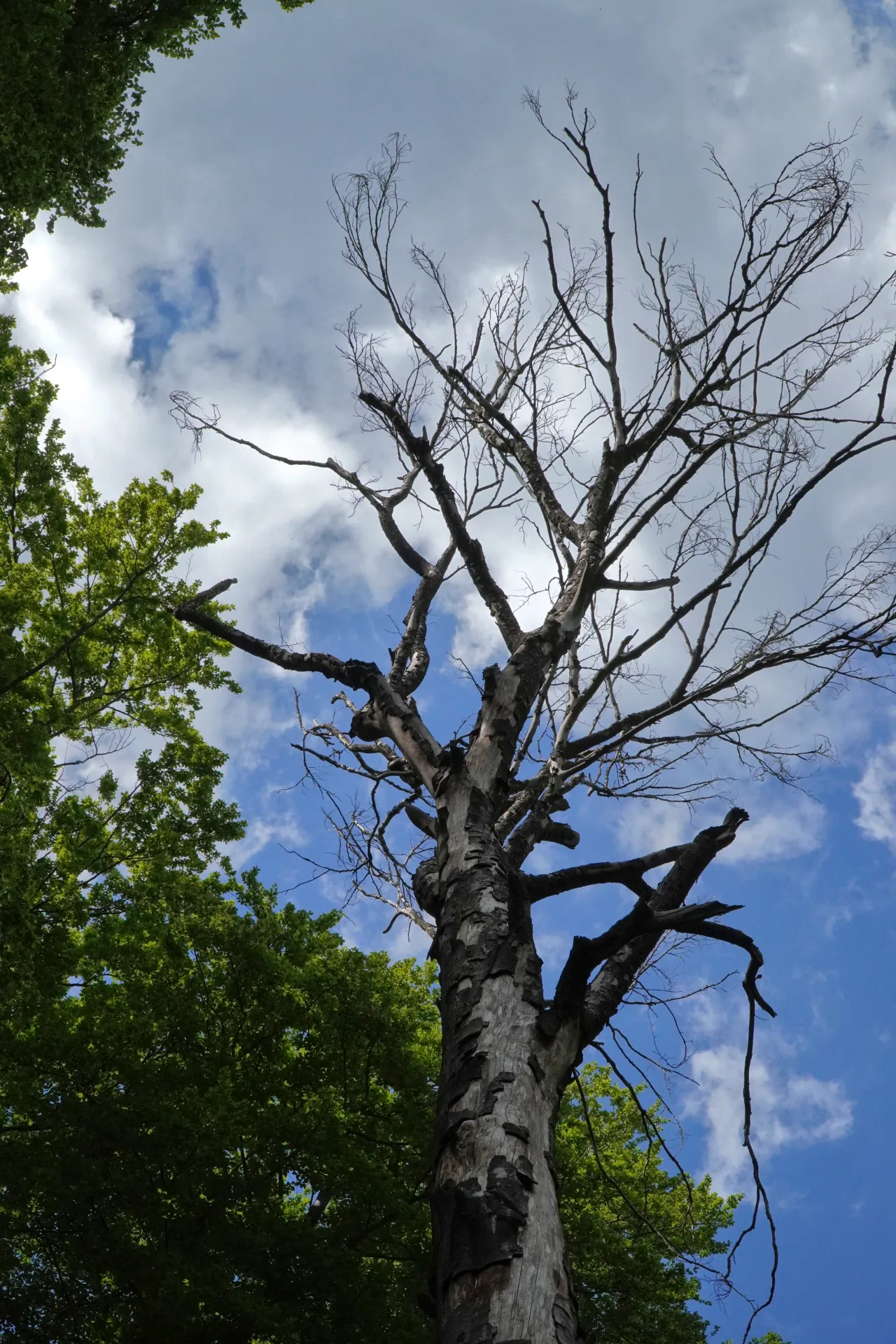 A close-up, low-angle view of a dead, leafless tree with twisted branches against a blue sky with clouds, with green trees on the left side. The location is the southern slope of Fruška Gora, Novi Sad, Serbia.