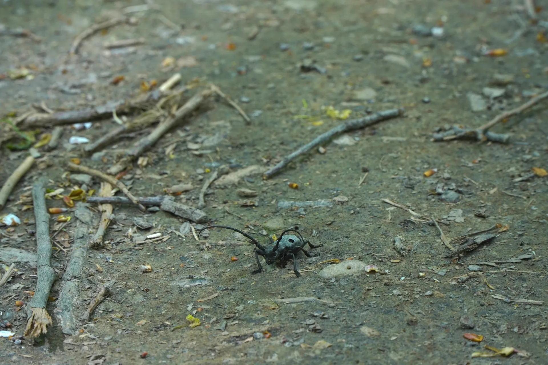 A dark longhorn beetle with prominent antennae walks on a dirt path covered with twigs and leaves, in the natural setting of Fruška Gora near Novi Sad, Serbia.