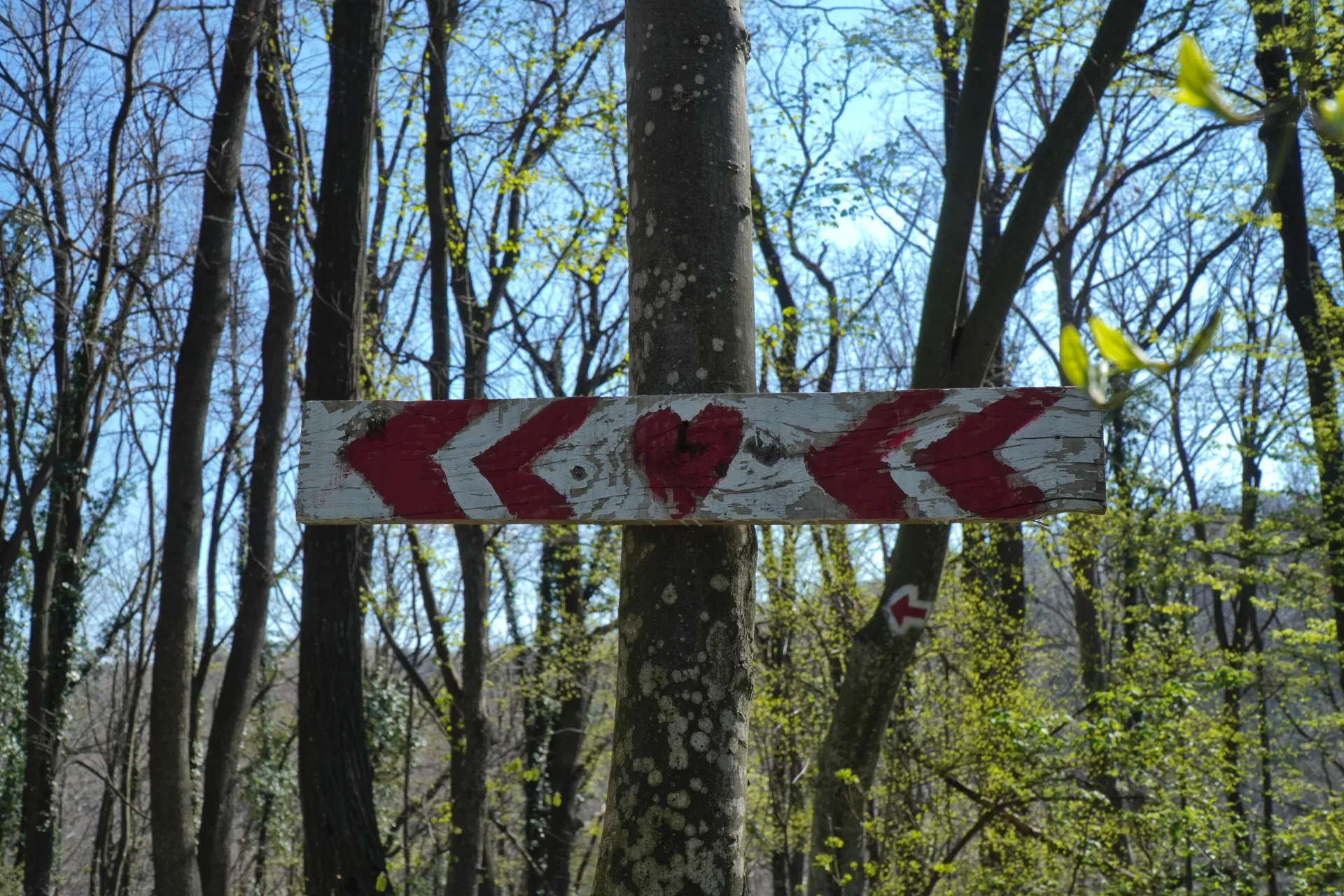 Drveni znak sa crvenim strelicama i srcem oslikanim rukom, pričvršćen za drvo u šumi. Šuma je bujna sa novim zelenim lišćem, što ukazuje na proleće. Nebo je plavo.