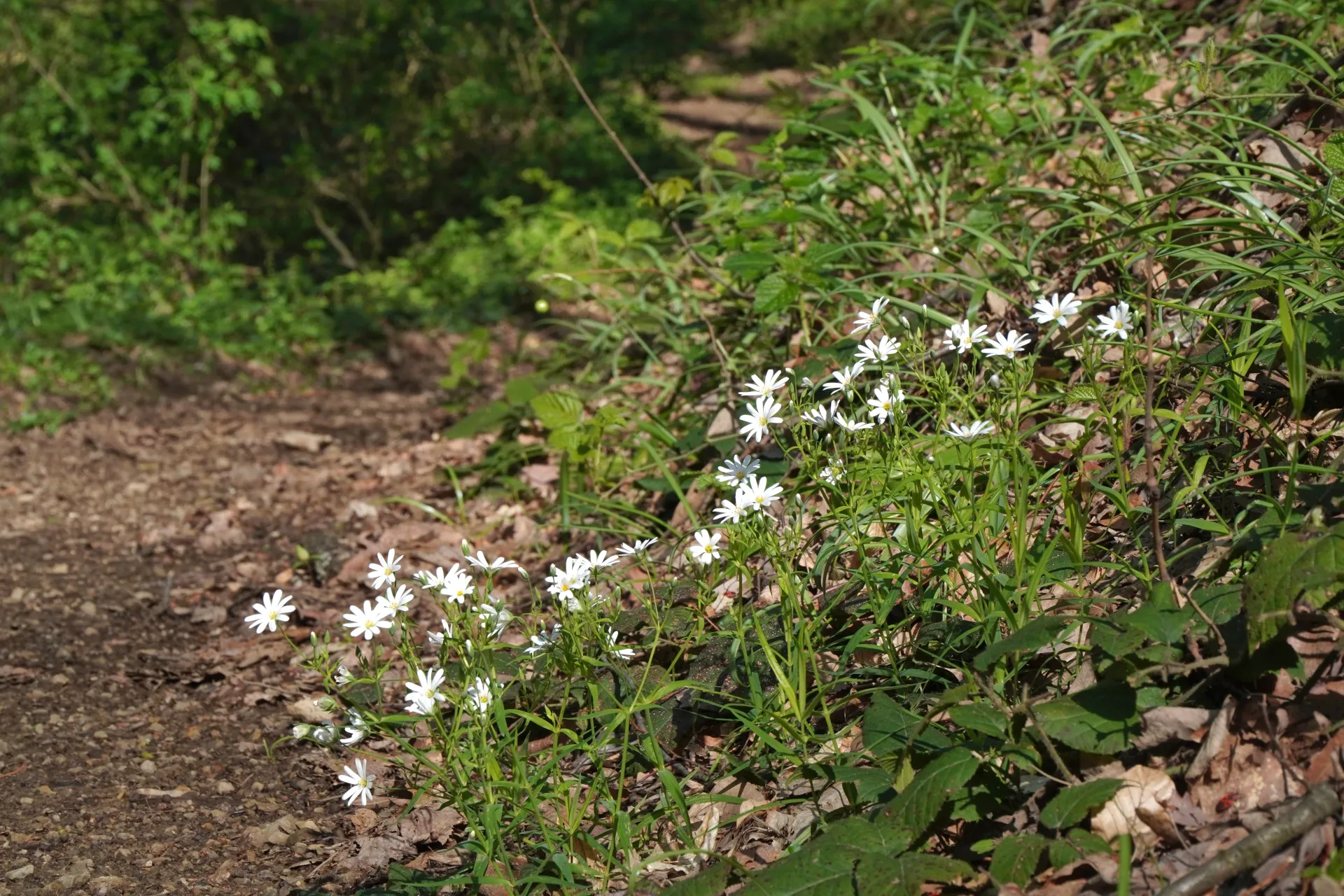 A dirt path through a forest in Fruška Gora, Serbia, with a cluster of delicate white wildflowers blooming on the side during spring.