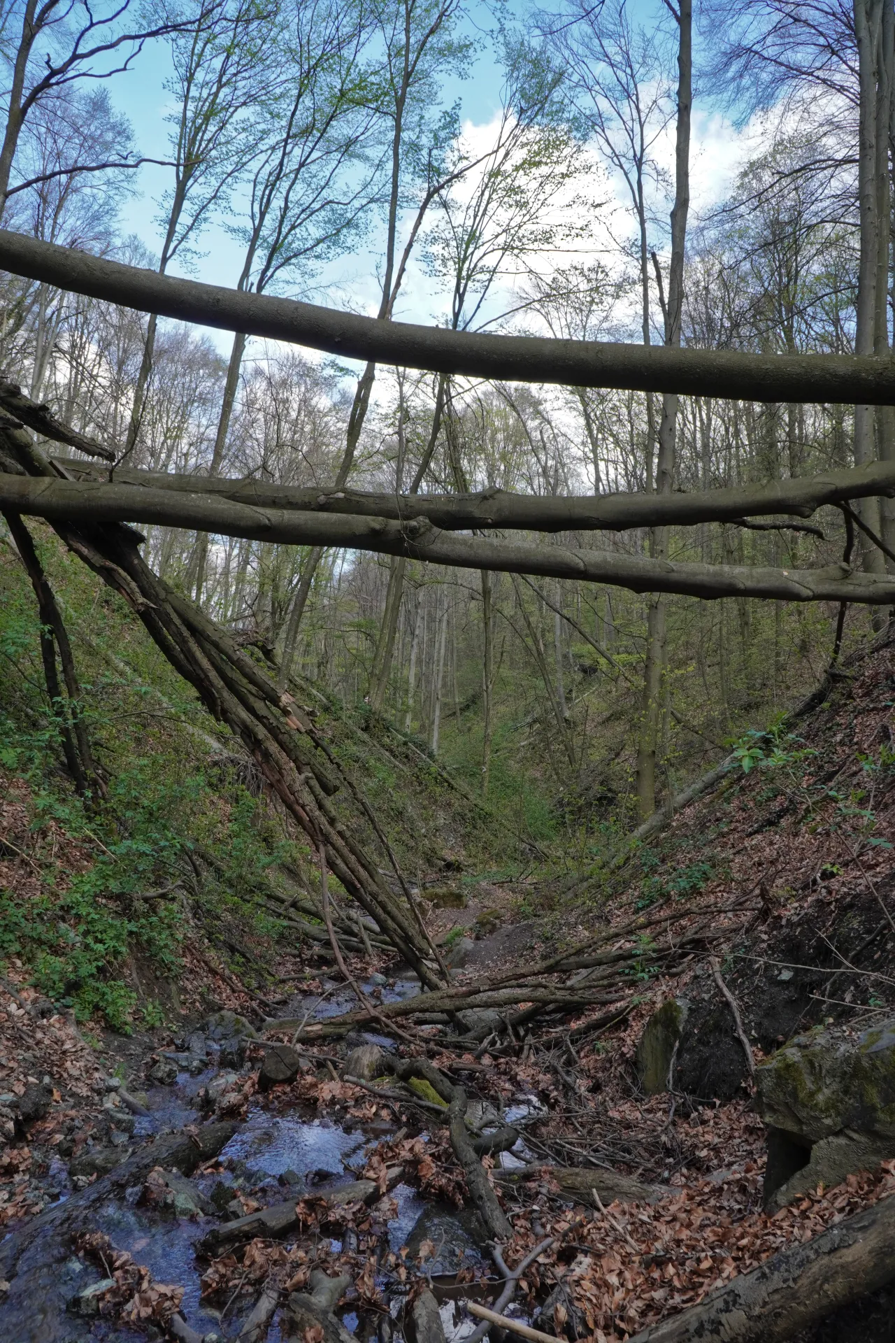 A forest scene in Fruška Gora, Novi Sad, Serbia, with fallen trees crossing a stream and new leaves appearing on branches under a blue sky with clouds.