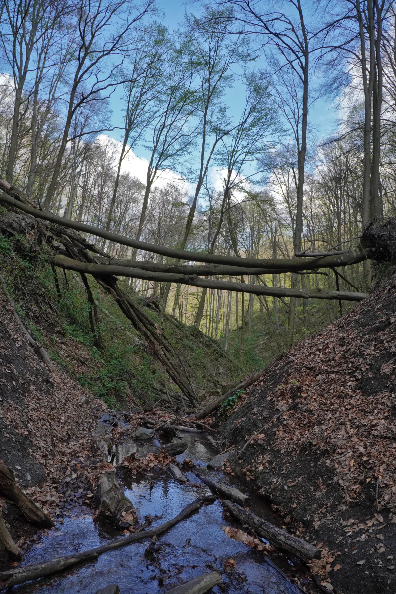 A small stream flows through a wooded ravine on Fruška Gora, near Novi Sad, Serbia, with fallen trees spanning the gap and the first green leaves appearing on the branches under a blue sky.