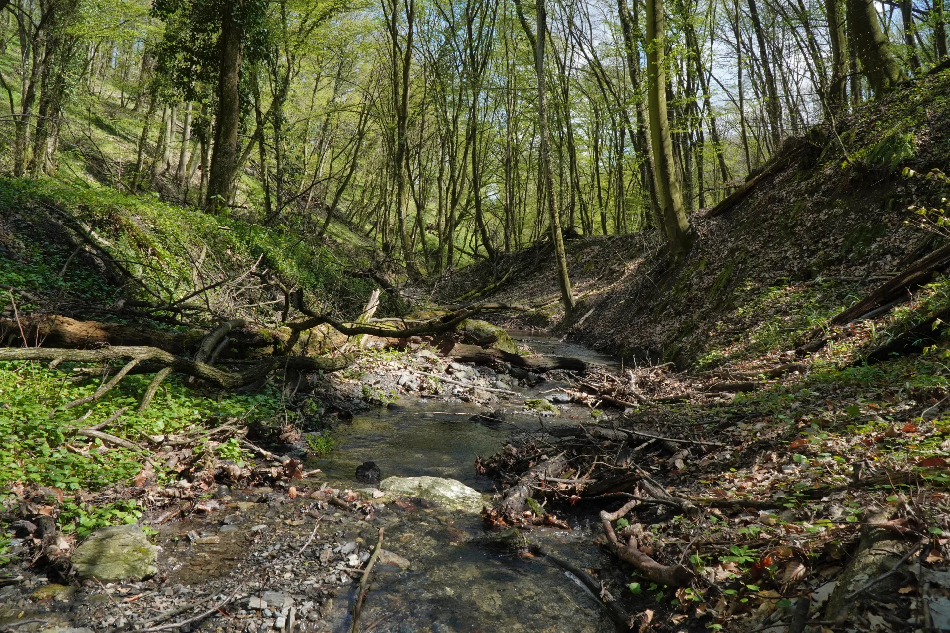 A small, clear creek meanders through a dense forest on Fruska Gora, near Novi Sad, Serbia. Young green leaves cover the trees and forest floor, indicating springtime. Fallen branches and logs are scattered around the creek bed.