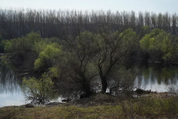 Un sereno paesaggio fluviale con fitti cespugli verdi e alberi sulla riva, dietro di essi una fila di alberi spogli, scattato tra Belgrado e Pančevo.