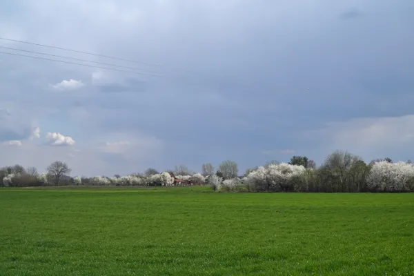Широкий зеленый луг на переднем плане, ряд белых цветущих деревьев и несколько зданий на заднем плане. Небо облачное, видны линии электропередач.