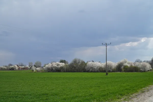 Zeleno polje u Srbiji, sa cvetajućim drvećem i zgradama u daljini, pod oblačnim prolećnim nebom.