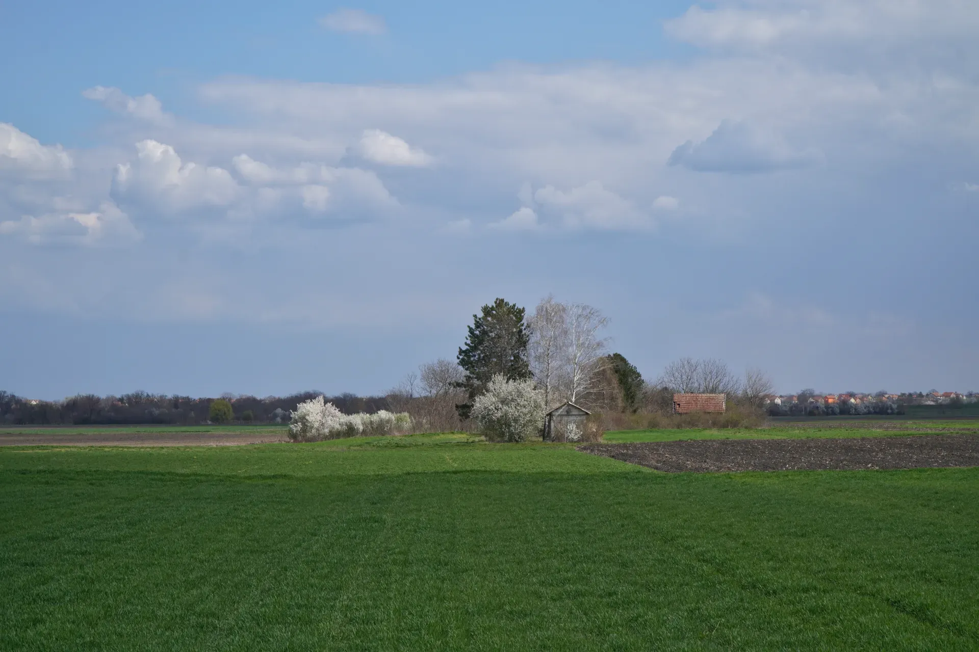 A green meadow stretches to a small farmstead with a barn and blooming fruit trees, with the town of Kovin in the background, taken on the road from Pančevo, Serbia, on a spring day.