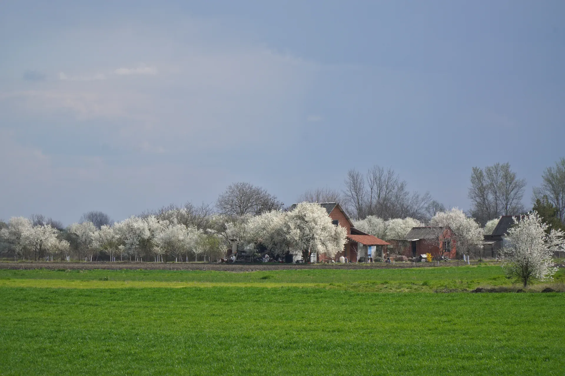 Panorama rural primaveral entre Pančevo y Kovin, Serbia, con numerosos árboles frutales en flor y una casa de campo tradicional.