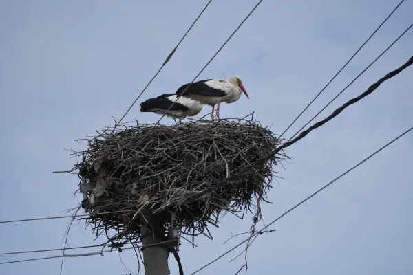 Due cicogne in un grande nido di rami, su un palo elettrico a Požarevac, Serbia. I cavi elettrici corrono sopra e intorno al nido, con un cielo nuvoloso sullo sfondo.