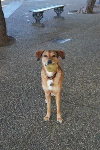 A brown dog with floppy ears stands on a gravel path in Genoa, Italy, holding a spiky yellow ball in its mouth and looking directly at the camera. Park benches and trees are visible in the blurred background.