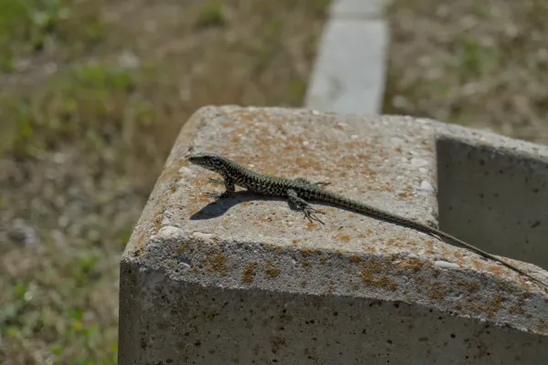 Zeleni gušter odmara se na kamenom postolju na ostrvu San Michele.