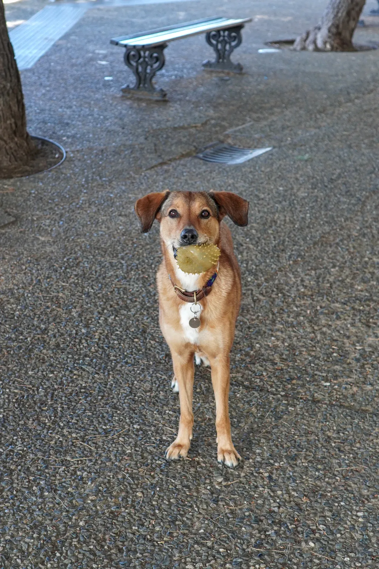 A brown dog with floppy ears stands on a gravel path in Genoa, Italy, holding a spiky yellow ball in its mouth and looking directly at the camera. Park benches and trees are visible in the blurred background.