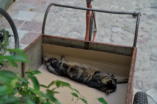 Un gatto tigrato dorme rilassato in un carretto rosso su ciottoli a Kotor, Montenegro.