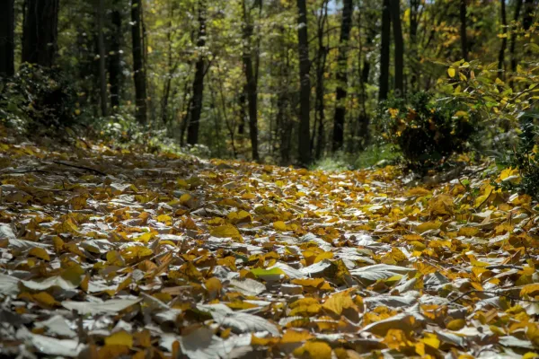 Un camino cubierto de hojas doradas de otoño en el bosque, la luz del sol se filtra entre los árboles