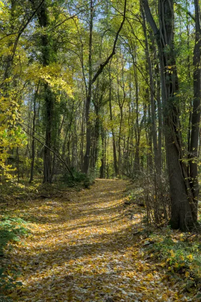 A path covered with golden autumn leaves winds through a forest with vibrant foliage.