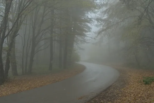 A foggy road on the Fruška Gora path in Serbia with autumn leaves and trees.