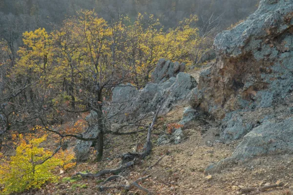 Осенние кроны деревьев с желтой листвой рядом с суровыми, поросшими мхом скалами на склоне Фрушкой Горы.