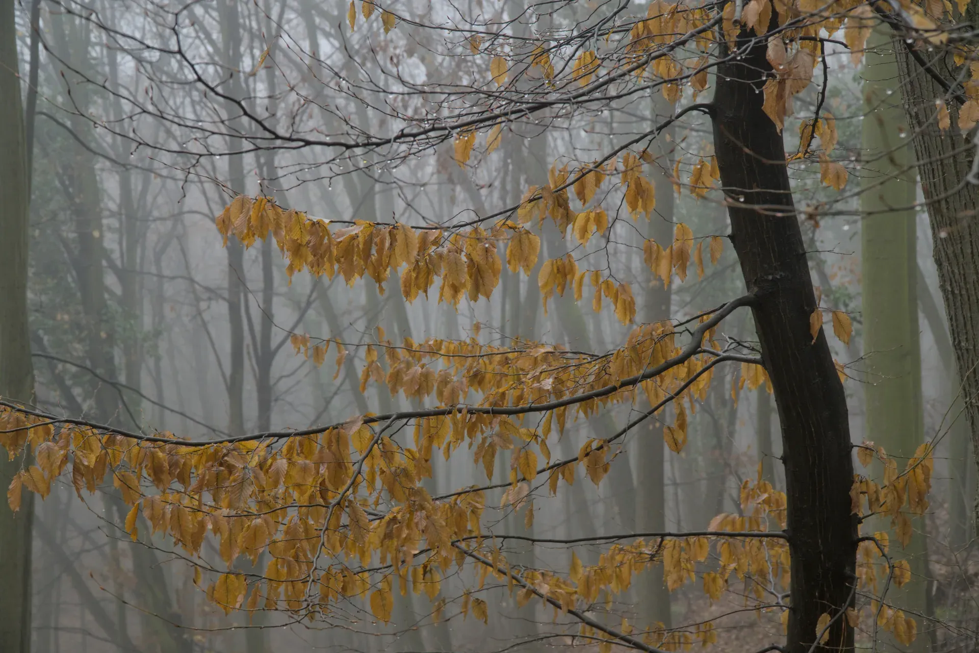 Golden foliage on trees in the misty autumn forest of Fruška Gora, Serbia.